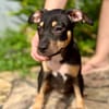 Ashka, femelle croisée créole, née le 25/06/2025 🐶
