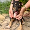 Ashka, femelle croisée créole, née le 25/06/2025 🐶