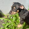 Ashka, femelle croisée créole, née le 25/06/2025 🐶