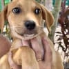 Carignan, mâle croisé berger, né le 14/07/2025 🐶