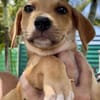 Carignan, mâle croisé berger, né le 14/07/2025 🐶