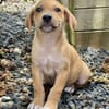 Carignan, mâle croisé berger, né le 14/07/2025 🐶