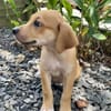 Carignan, mâle croisé berger, né le 14/07/2025 🐶