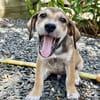 Zifandel, mâle croisé berger, né le 14/07/2025 🐶