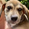 Zifandel, mâle croisé berger, né le 14/07/2025 🐶