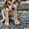 Zifandel, mâle croisé berger, né le 14/07/2025 🐶