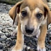 Zifandel, mâle croisé berger, né le 14/07/2025 🐶