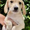 Malbec, mâle croisé berger, né le 14/07/2025 🐶