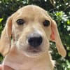 Malbec, mâle croisé berger, né le 14/07/2025 🐶