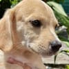 Malbec, mâle croisé berger, né le 14/07/2025 🐶