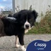 Cassy