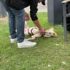 Cesare