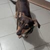 Schmuser Quincy auf Pflegestelle!