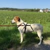 Meyra 62 cm (Pflegestelle)