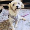 Milla sucht ein tolles Zuhause
