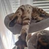 Hübscher Taiga sucht seine Familie