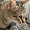 Myria  braucht Sicherheit 🐱