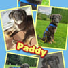 Süßer Paddy - auf Pflegestelle!