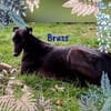 Bruss unkomplizierter Galgo 1/23 DE PS