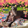 Bruss unkomplizierter Galgo 1/23 DE PS
