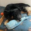 Fröhlicher Bruno sucht sein Zuhause