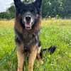 Fröhlicher Bruno sucht sein Zuhause