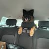 Fröhlicher Bruno sucht sein Zuhause