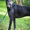 Romeo - Zuhause gesucht