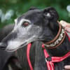 Romeo - Zuhause gesucht