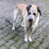 Sanfter großer Coco sucht Zuhause
