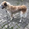 Sanfter großer Coco sucht Zuhause