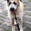 Sanfter großer Coco sucht Zuhause