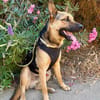Buddy, sanfter Kuschelbär, 2J 85591