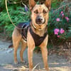 Buddy, sanfter Kuschelbär, 2J 85591