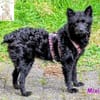 Mixi - süße, aufgeweckte kleine Hündin