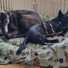 Afina sucht eine liebevolle Familie