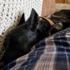 Afina sucht eine liebevolle Familie