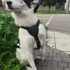 Maia; sucht Ruhe und Sicherheit