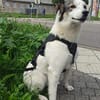 Maia; sucht Ruhe und Sicherheit
