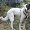 Duke sucht dringend liebe Menschen