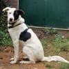 Duke sucht dringend liebe Menschen
