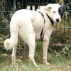 Duke sucht dringend liebe Menschen