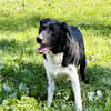 ROKY
