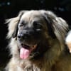 SIMBA CHAO