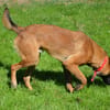BARNABE CHAO12708