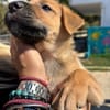 balu