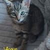 INOUÉ
