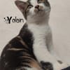 YOLAIN