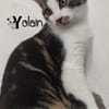 YOLAIN