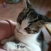 YOLAIN